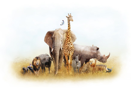 African Safari 00744