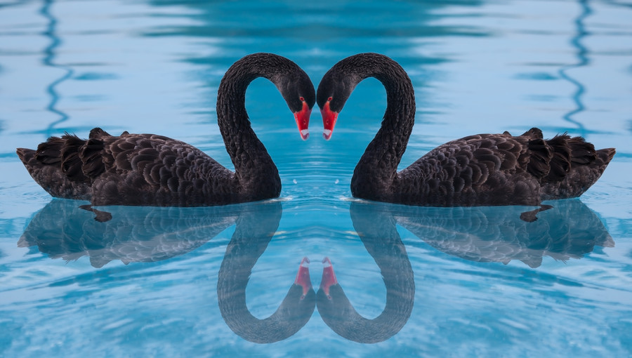 Black Swan 00940