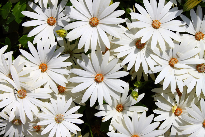 Bush of white daisies 00924
