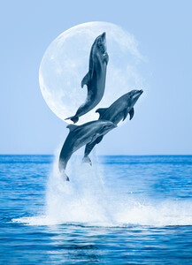 Дельфины 01441