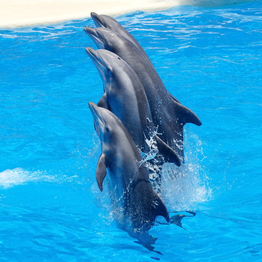 Dolphins 00820