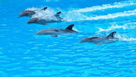 Five bottle nose dolphin in the pool 00791
