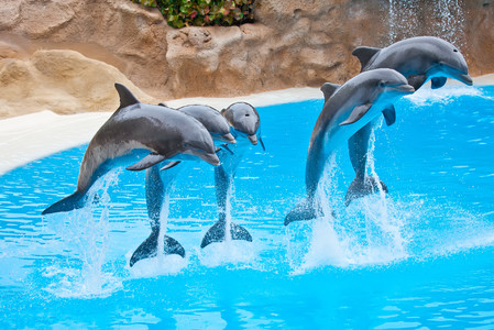 Five dolphins jumping 00790