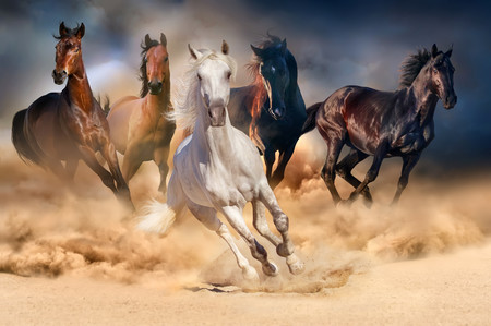 Horses in the desert 00714