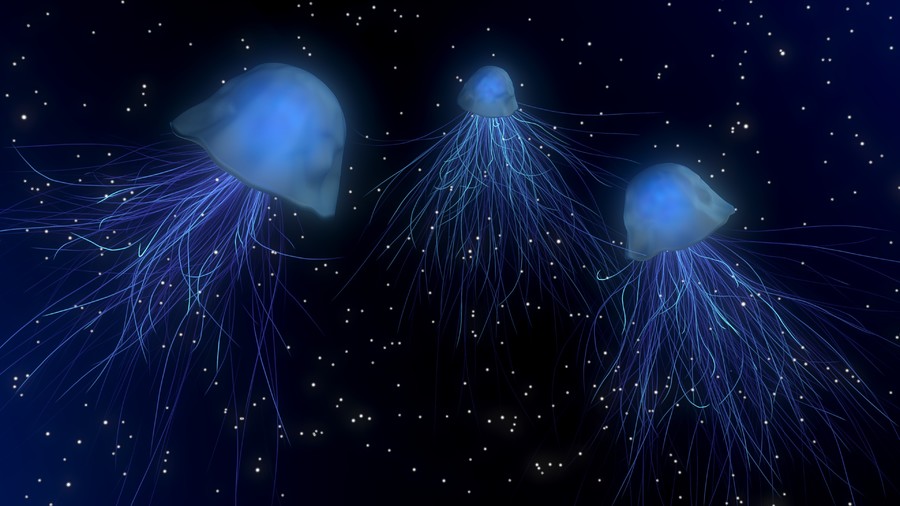 Jellyfish 00537