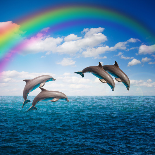 Jumping dolphins with rainbow 00560