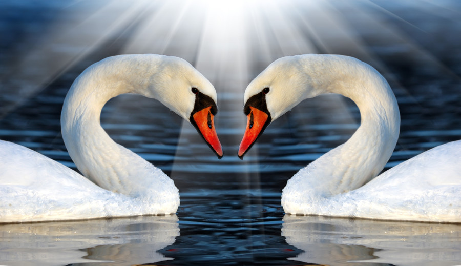 Loving swans 00926
