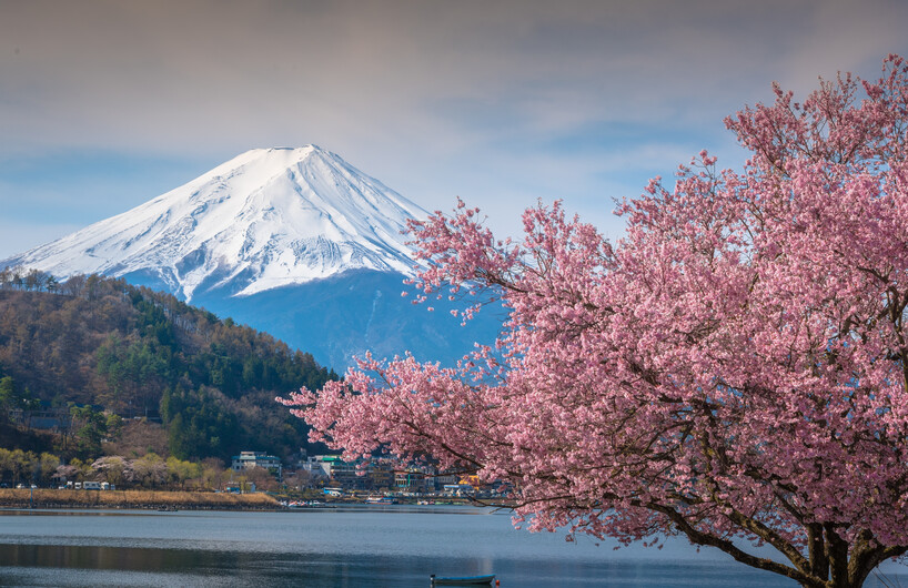 Mountain Fuji in spring ,Sakura 00970