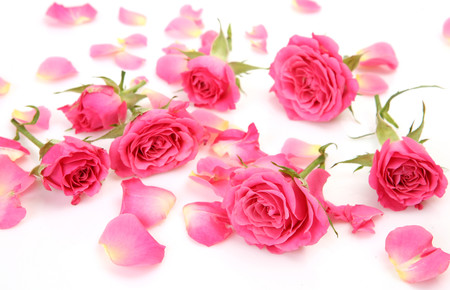 Pink roses 00223