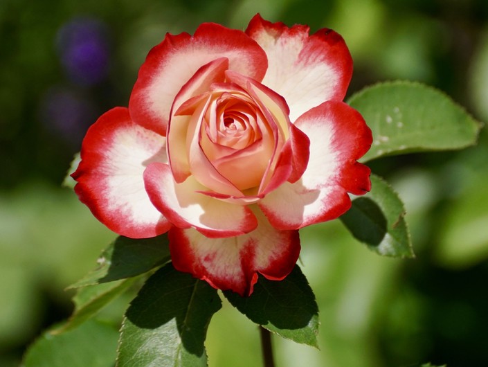 Rose 00633
