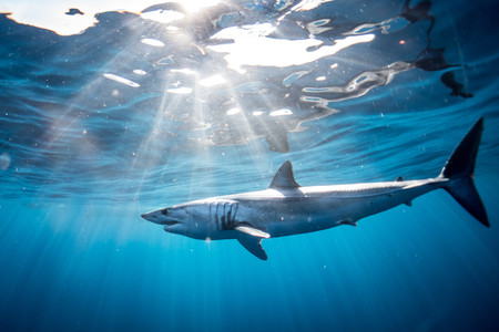 Shark Cabo San Lucas, Mexico 00847