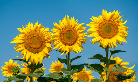 Sunflower 00429