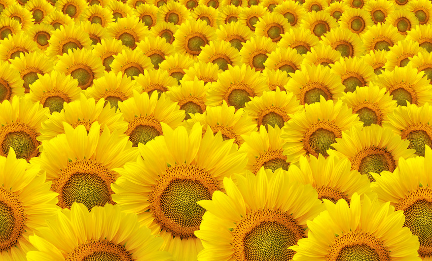 Sunflowers 00942