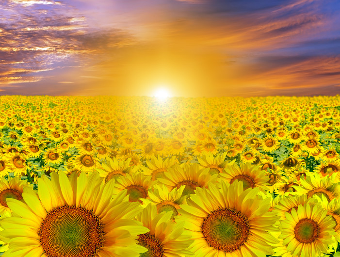 Sunflowers at sunset 00957