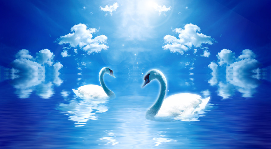 Swans floating in water 00921