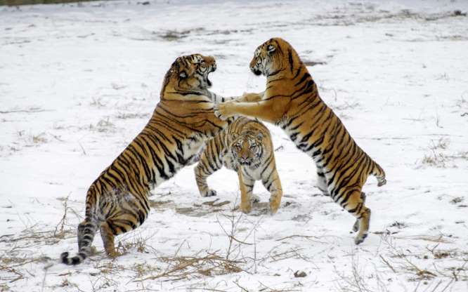 Тигры 01296