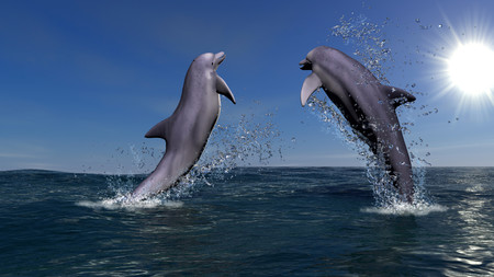Two dolphins 00961