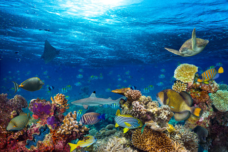 Underwater coral reef 00729