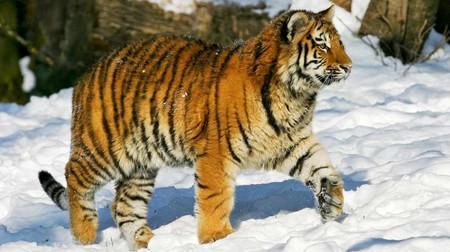 Уссурийский тигр 01283