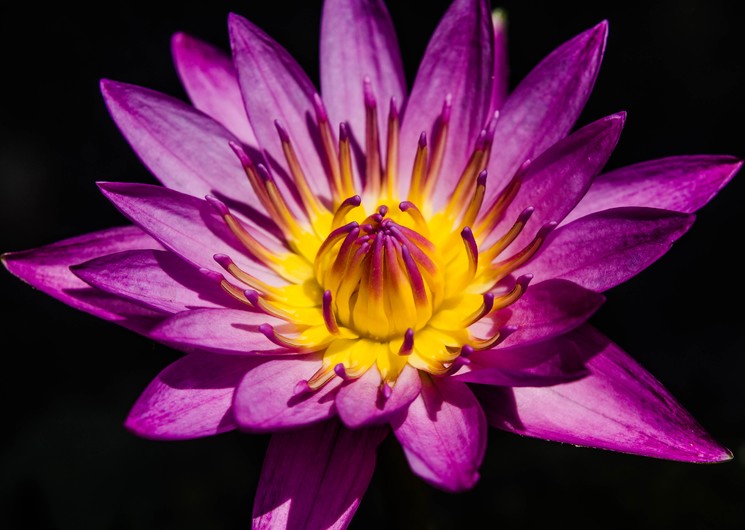 Water lily 00035