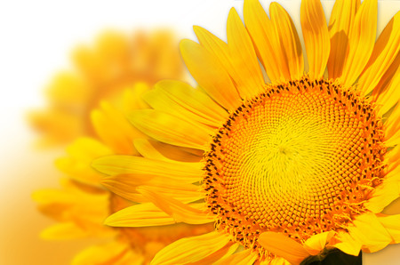 Yellow sunflower petal 00928