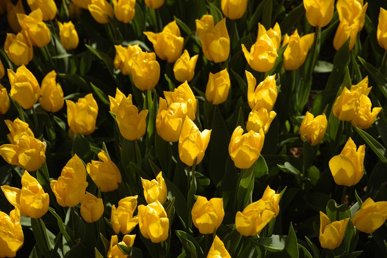 Yellow Tulip 00709
